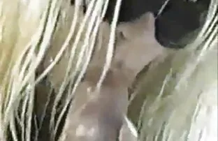 XXX Emiri Sena é fodida vídeo pornô da tigresa vip e vem